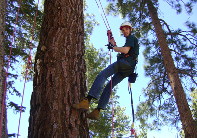 bear climbing rope